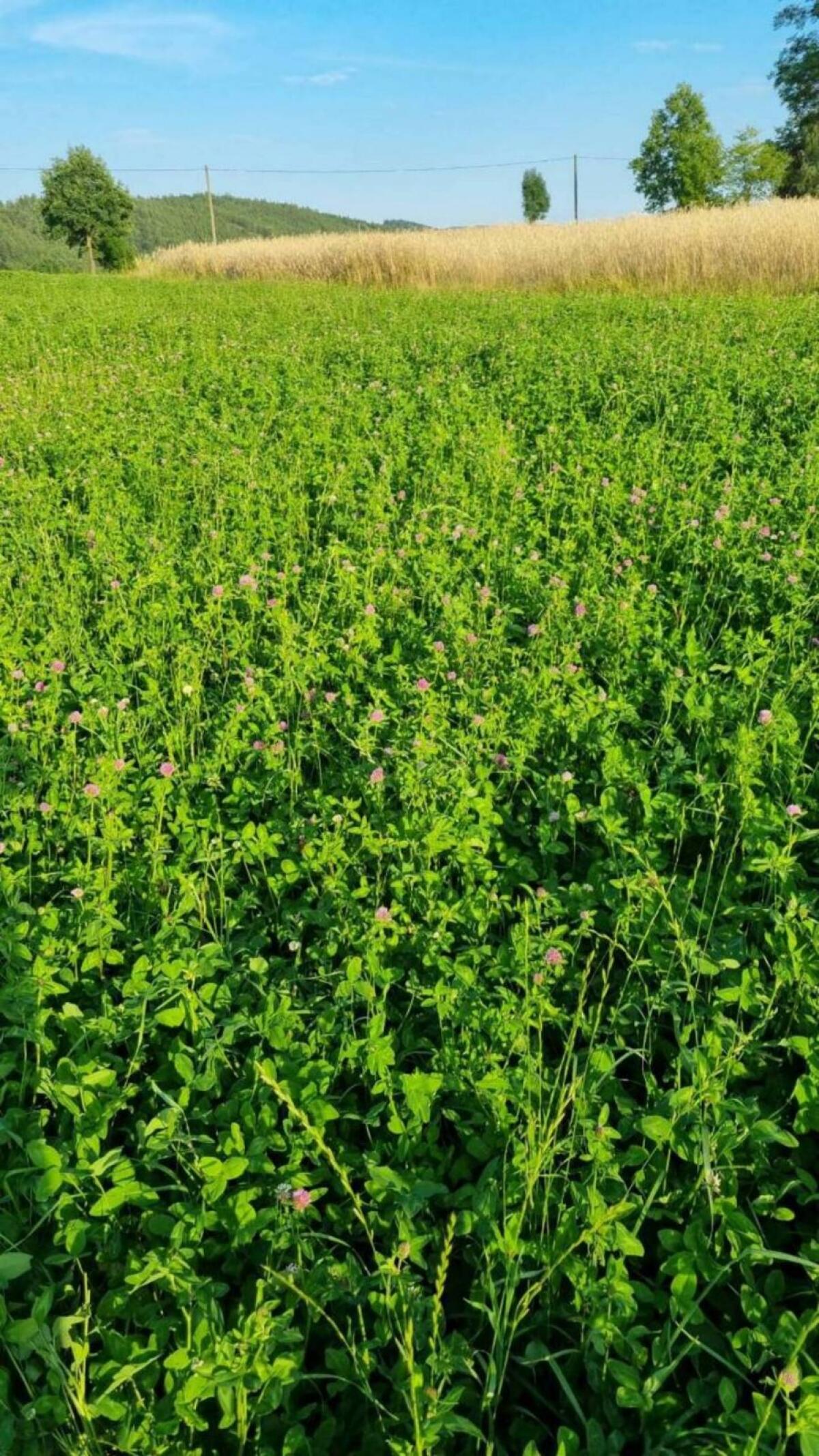 Kleeheu in Rundballen 3