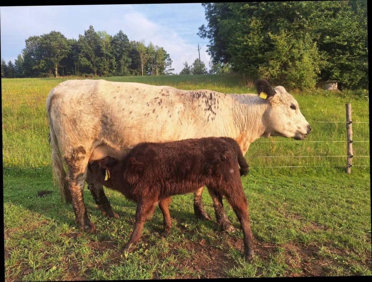 Galloway Kalbinen 3