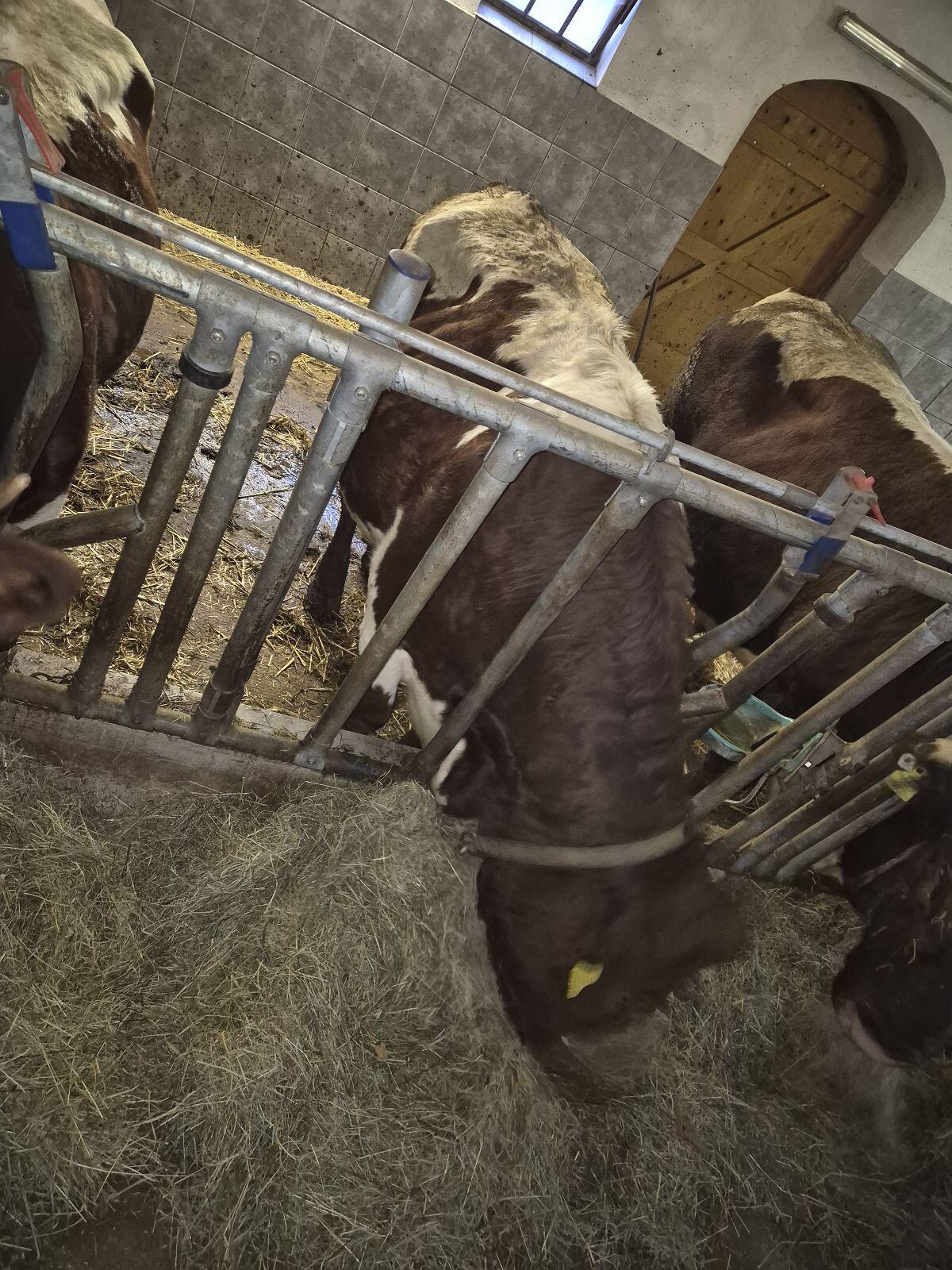 Bio Pinzgauer Kuh, trächtig 2