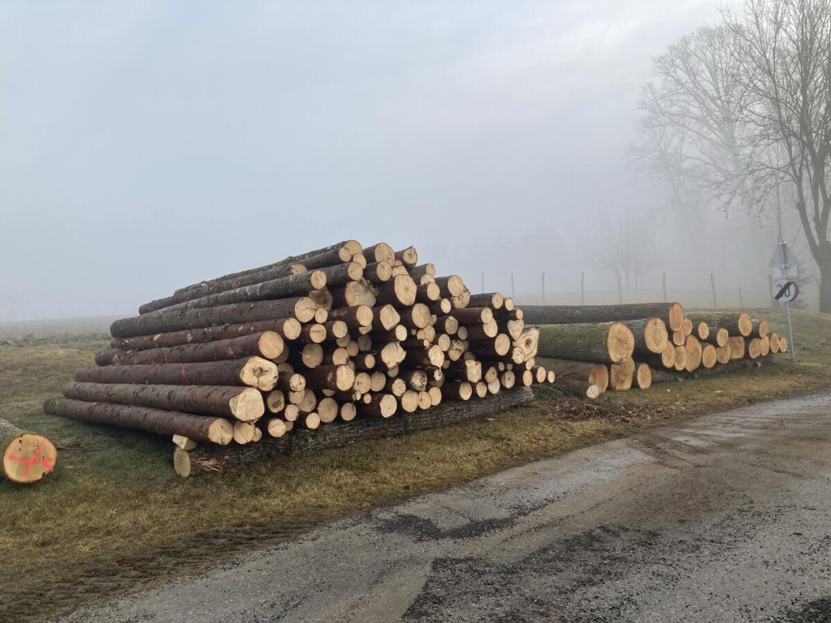 Biete Forstarbeiten 2