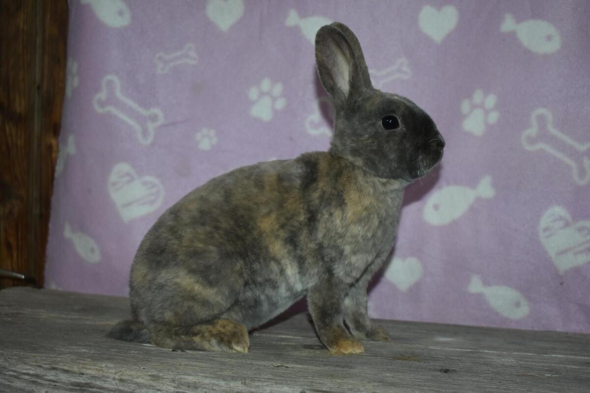 Kleinrexkaninchen 2