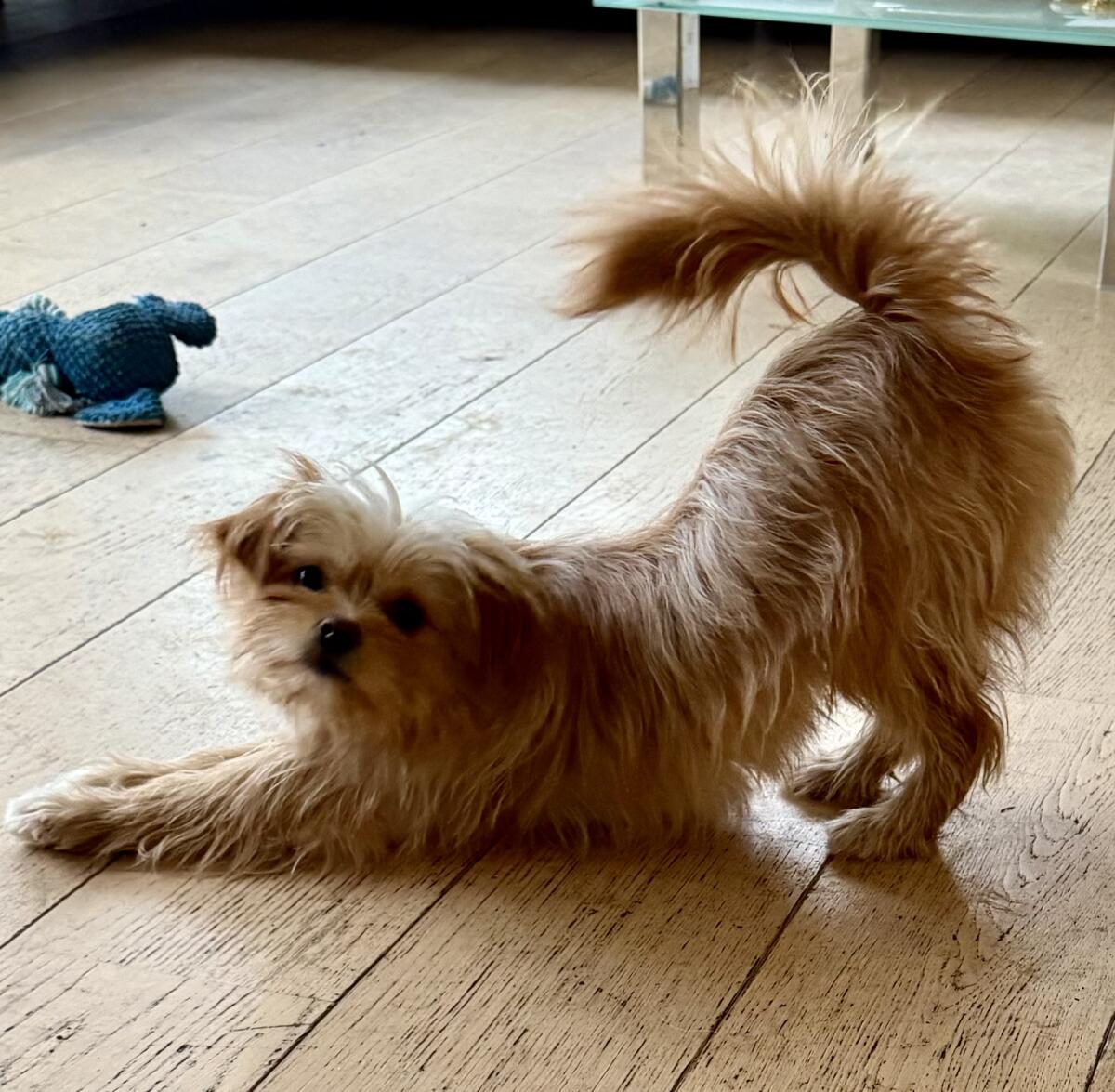 Kleines Wuschel sucht ein Körbchen 3