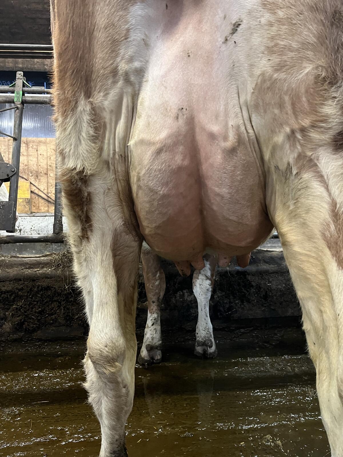 Jungkuh/Erstlingskuh 2