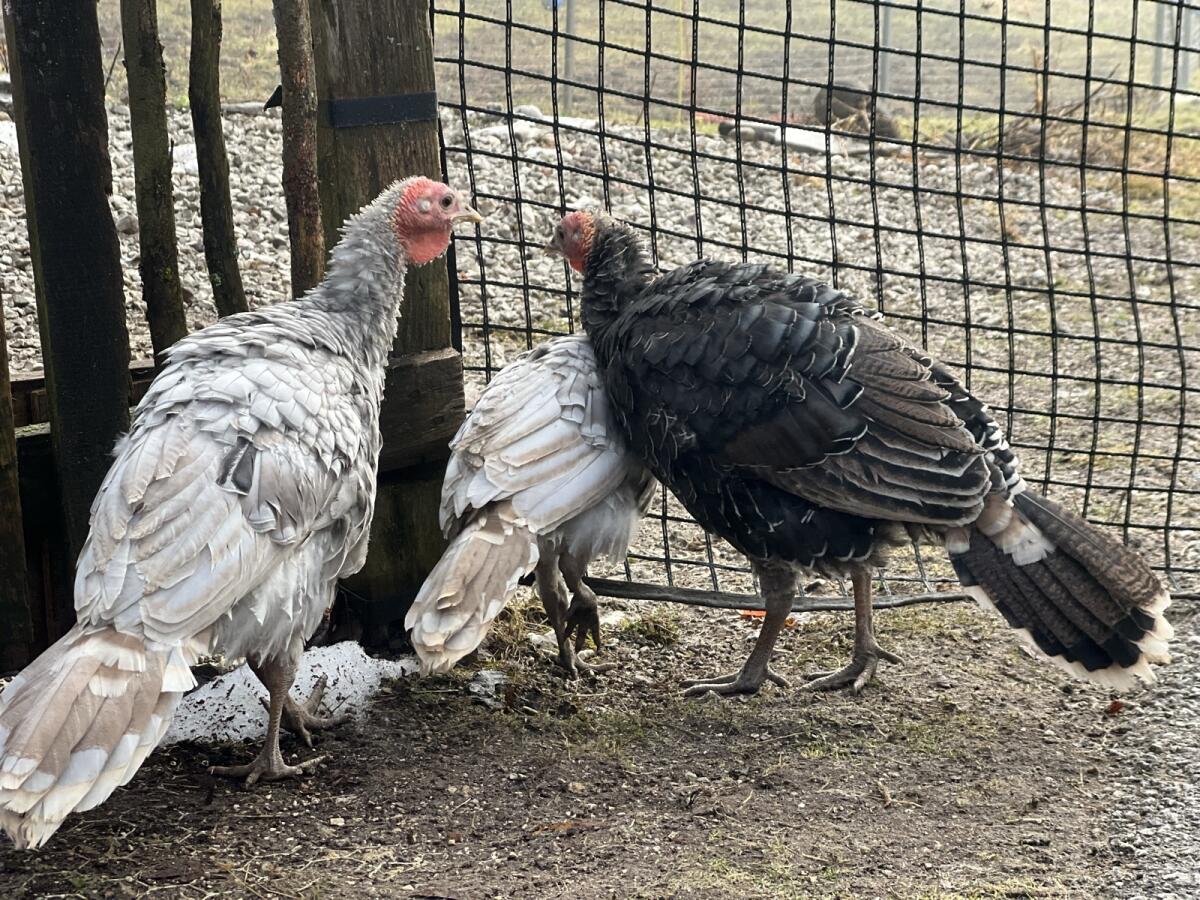 Euganeische Zwergputen und Mixe 3