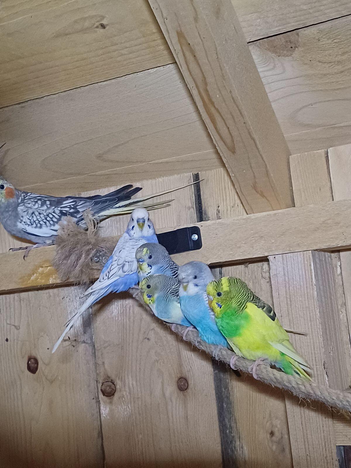 Sittiche suchen neues Zuhause 2