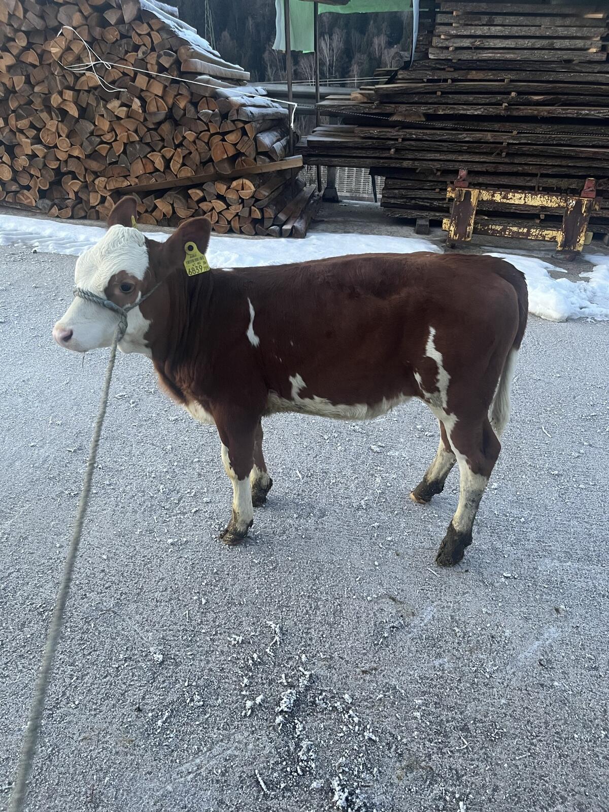 Fleckvieh Bio Kalb 2