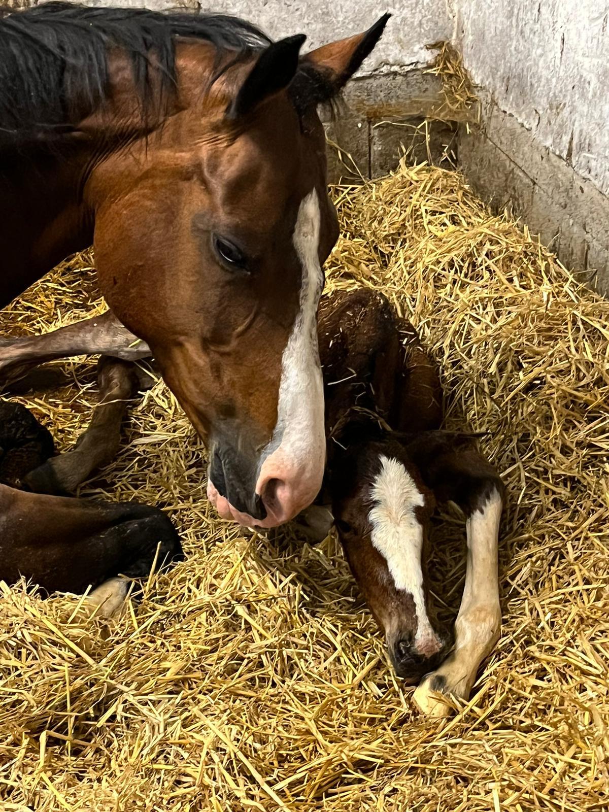 Tolles Beistellpferd bedingt reitbar 3