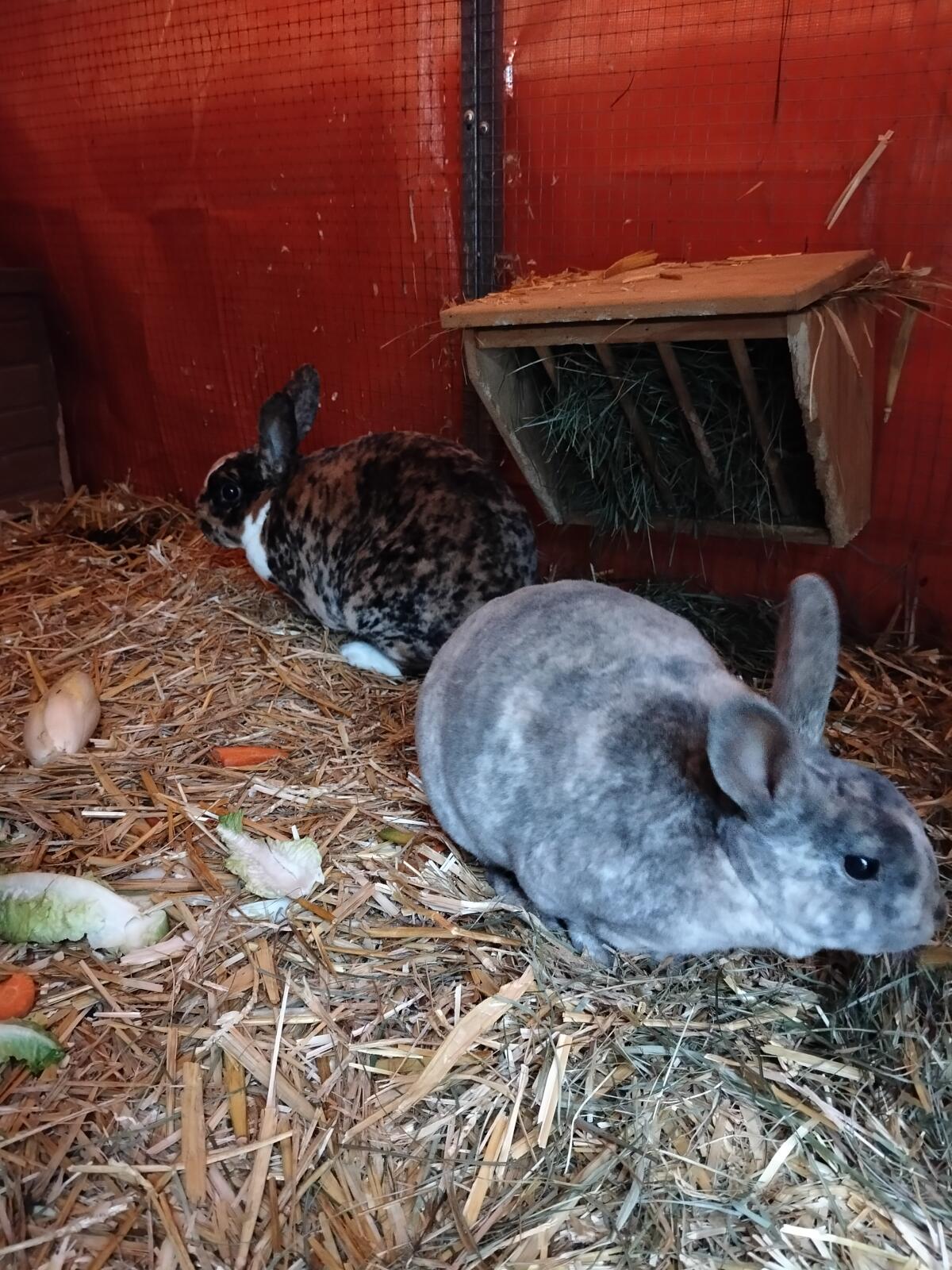 2 Kleinrex Kastraten 3