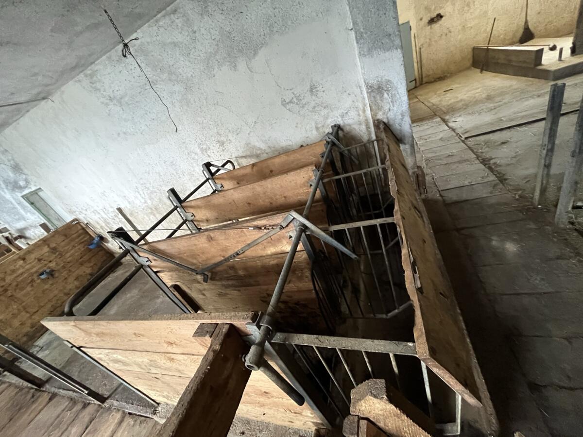 Kälber Aufstallung 3