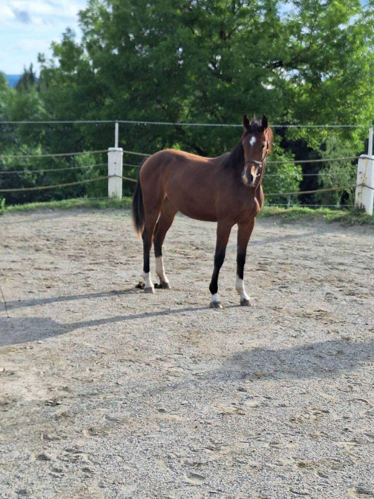 Pintostutfohlen PANDORA 2