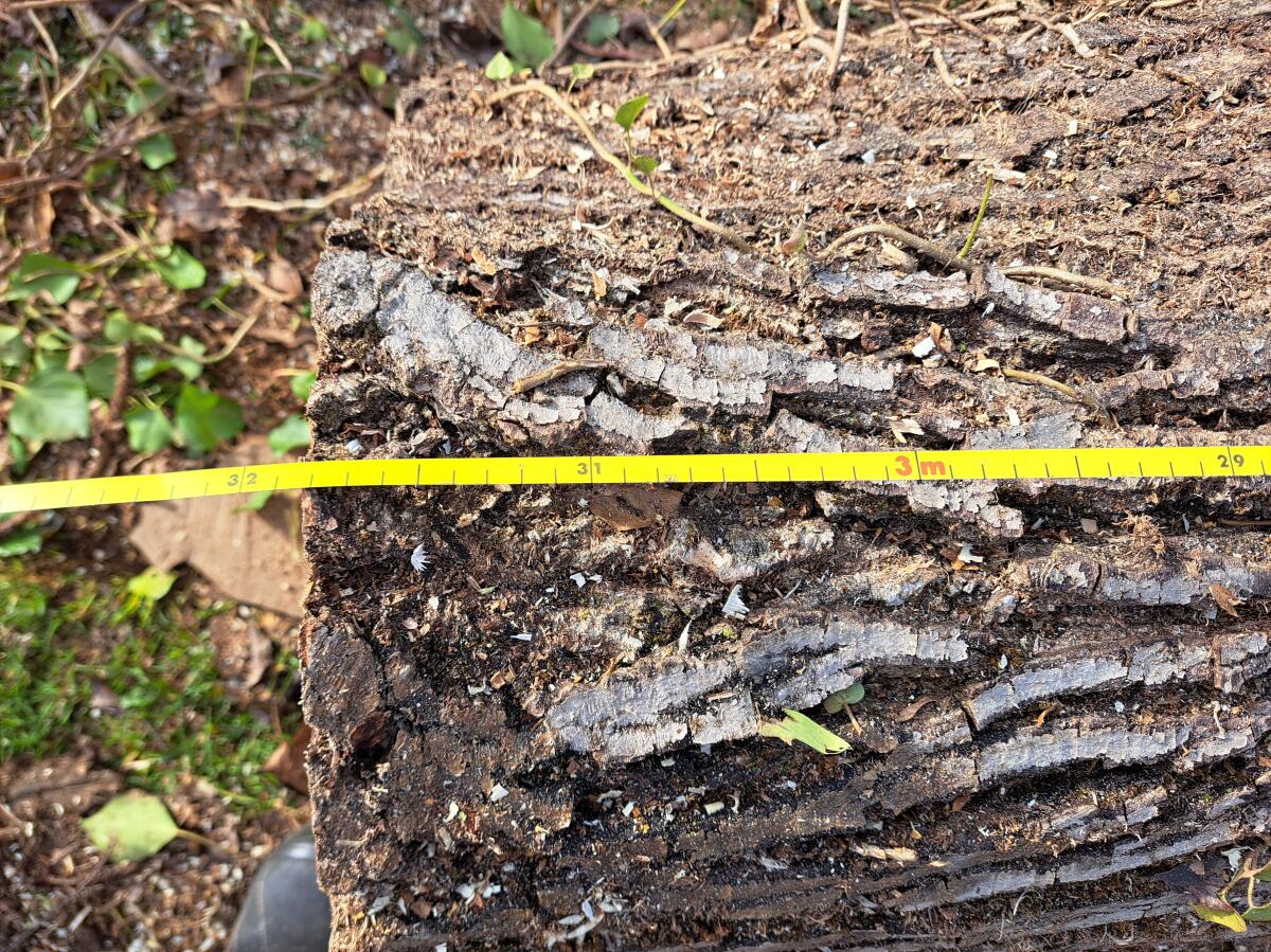 Nussbaumstamm ~1 FM 2