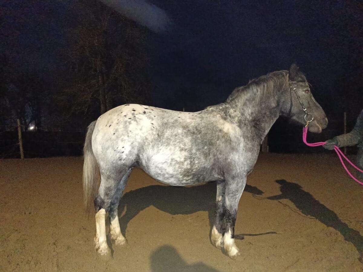 Hübsche Tigerpony-Stute, tragend 2