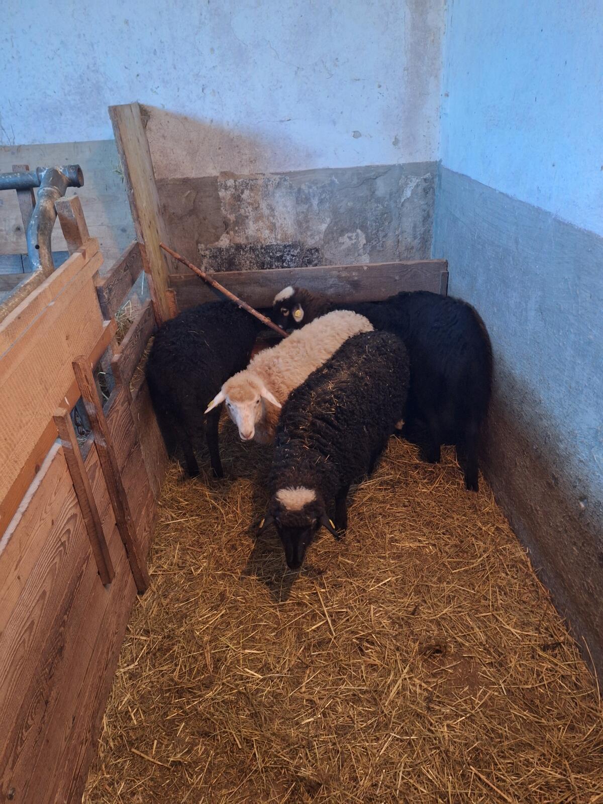 Krainersteinschaflämmer 3