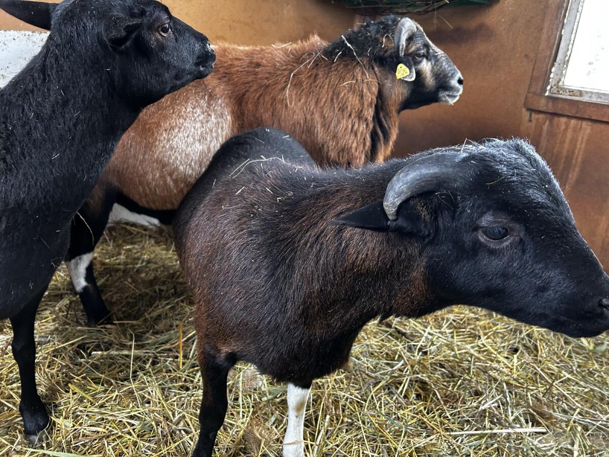 Kamerunlämmer Auen/Böcke 3