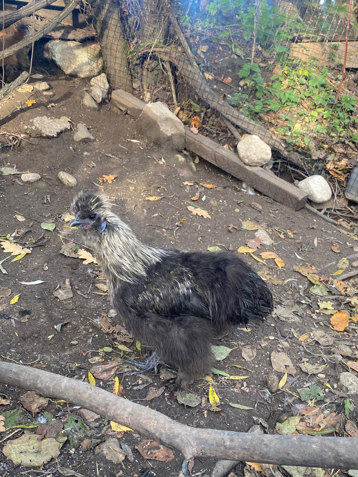 Zwerg-Seidenhähne zu verschenken 2