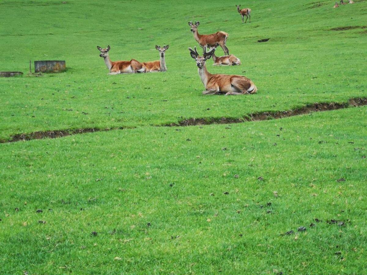 Reduktion Rotwildbestand 3