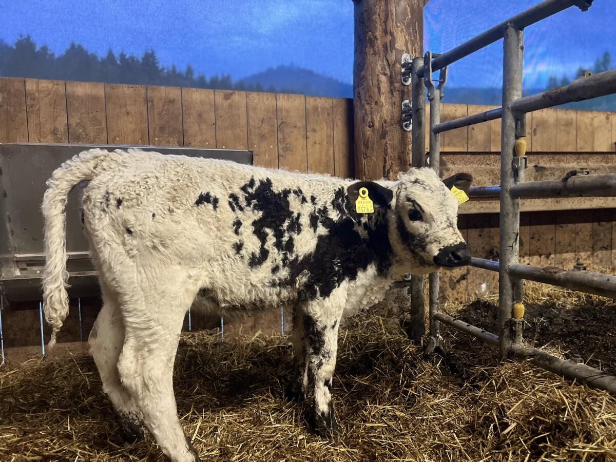 Pustertaler Sprinzen w 2