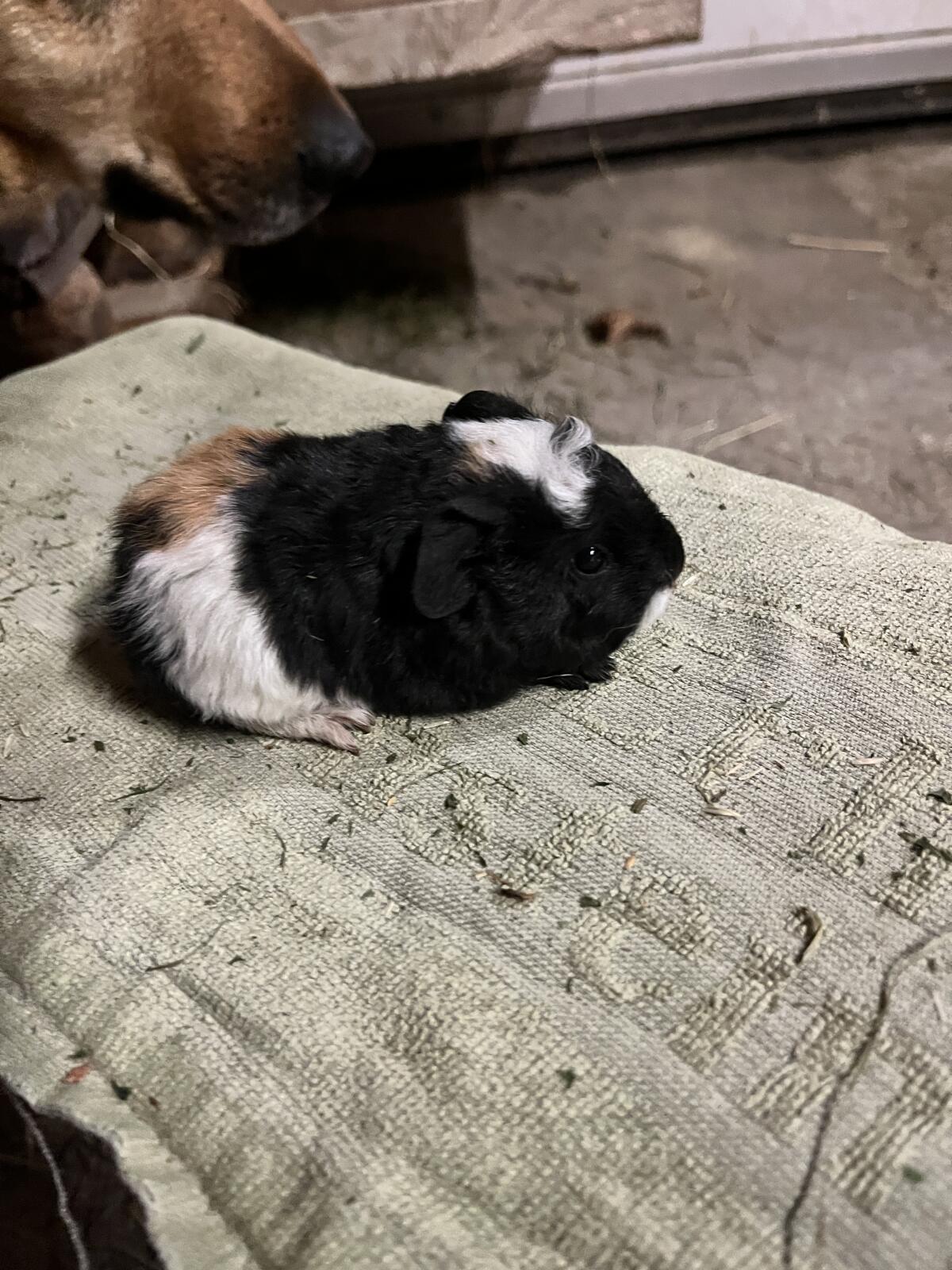 Meerschweinchen abzugeben 3