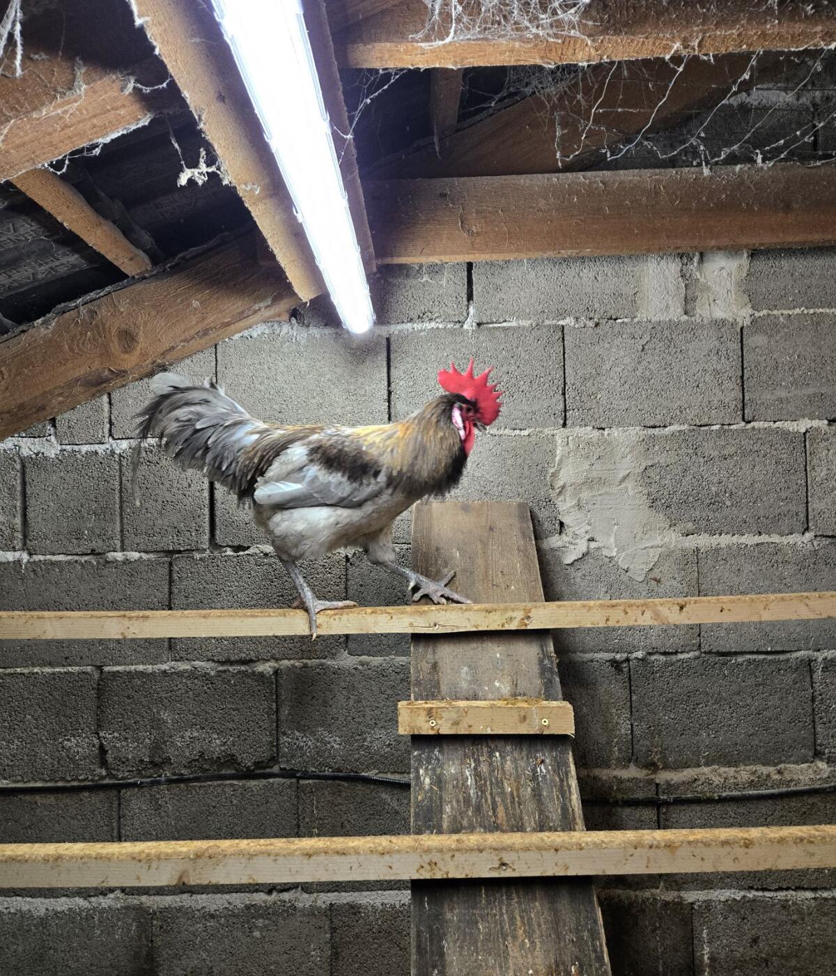 Blauer Bresse Hahn 2