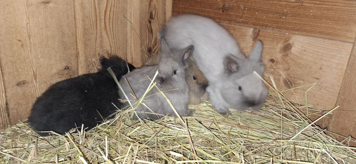 Zwerglöwenkopf-Hasen zum Abgeben 3