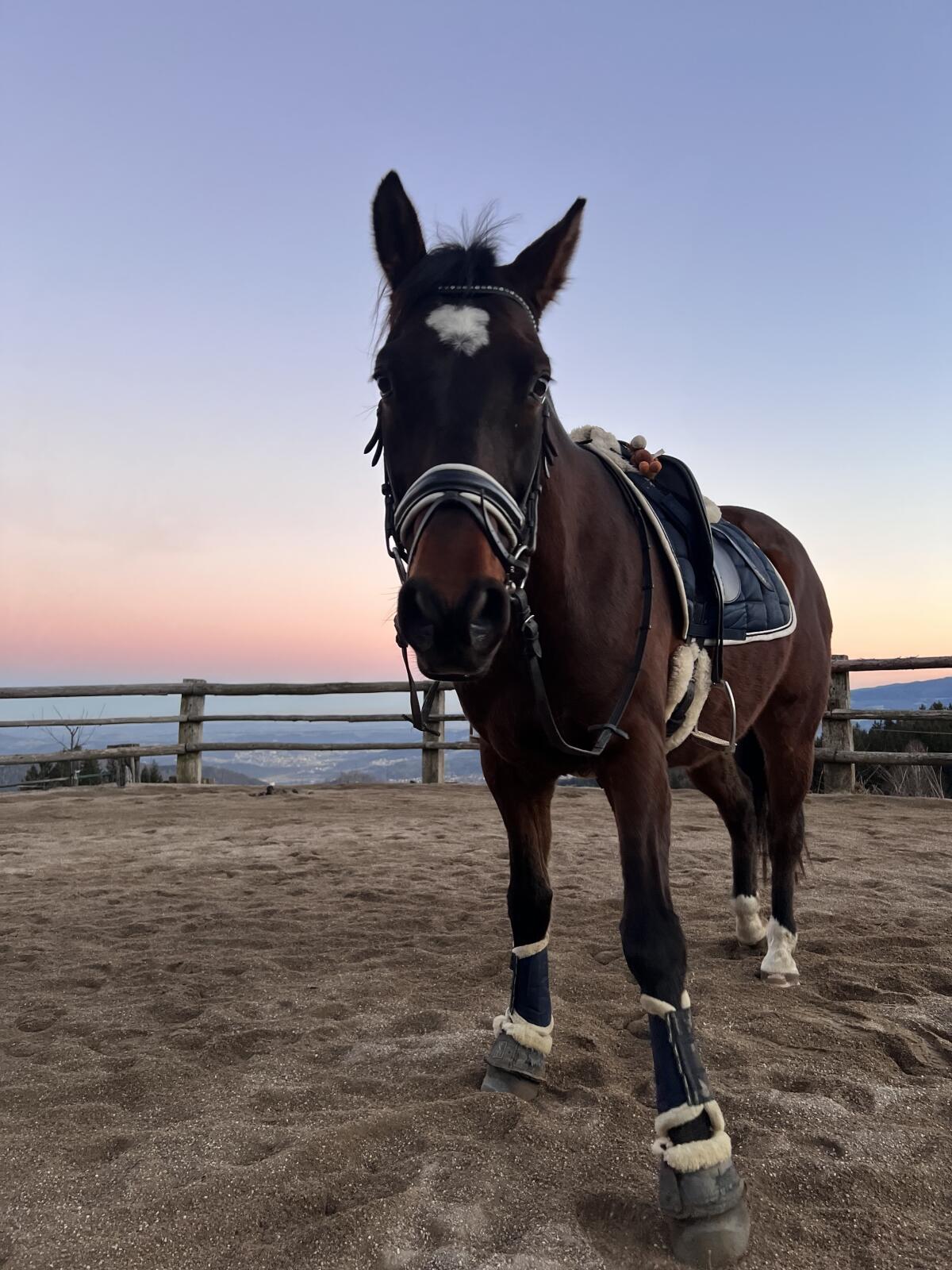 Reitbeteiligung gesucht 2