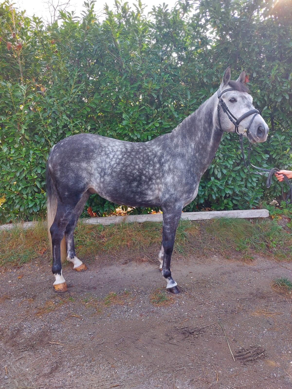 9-jähriger Wallach, LM platziert! 3