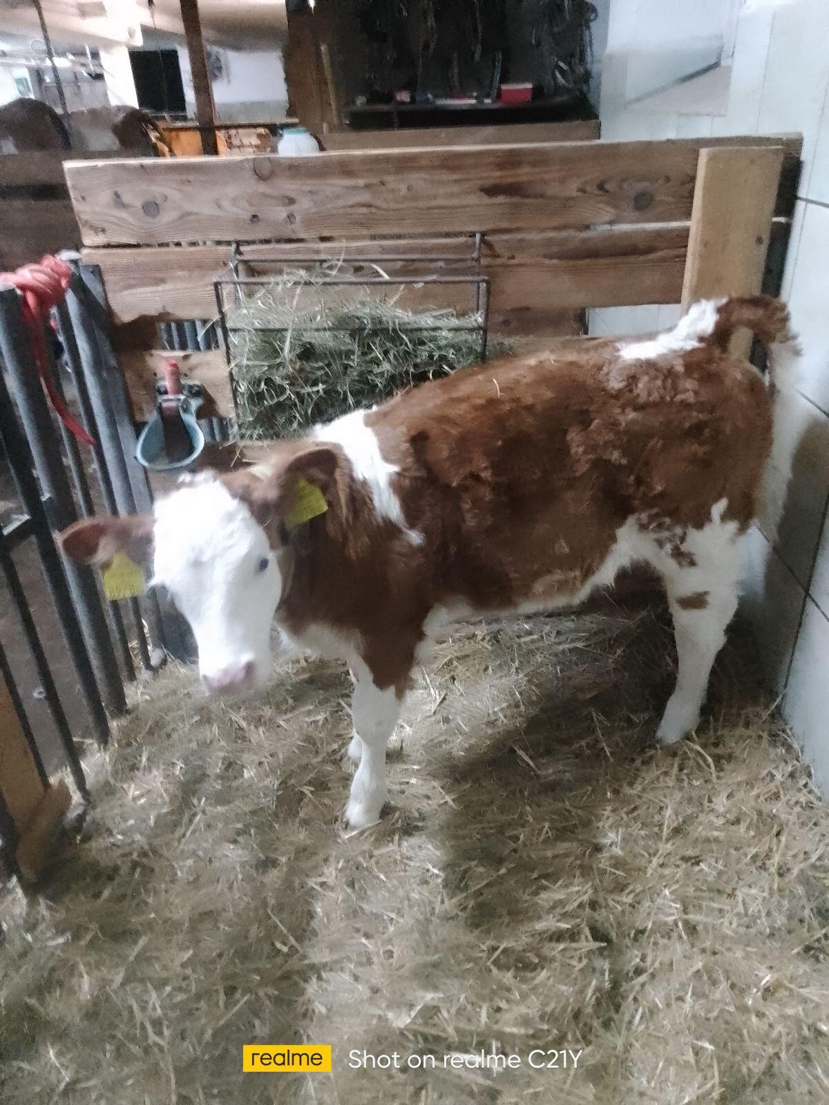 BIO FL Kuhkalb zu verkaufen 2