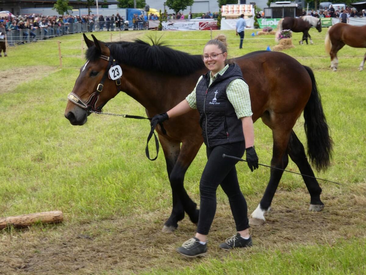 2-jährige Noriker Stute Violetta 3