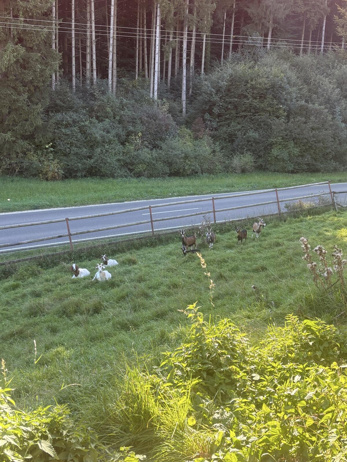 Kleine Ziegenherde 2