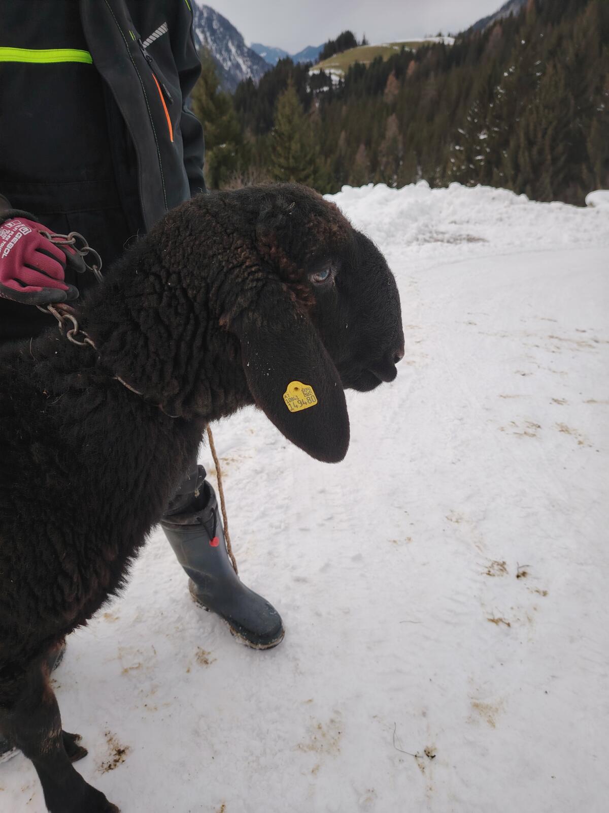 Jungwidder zu verkaufen 3