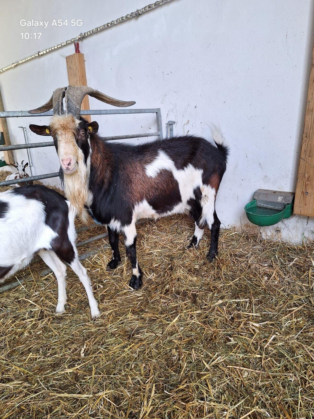 Tauernscheckenbock 3