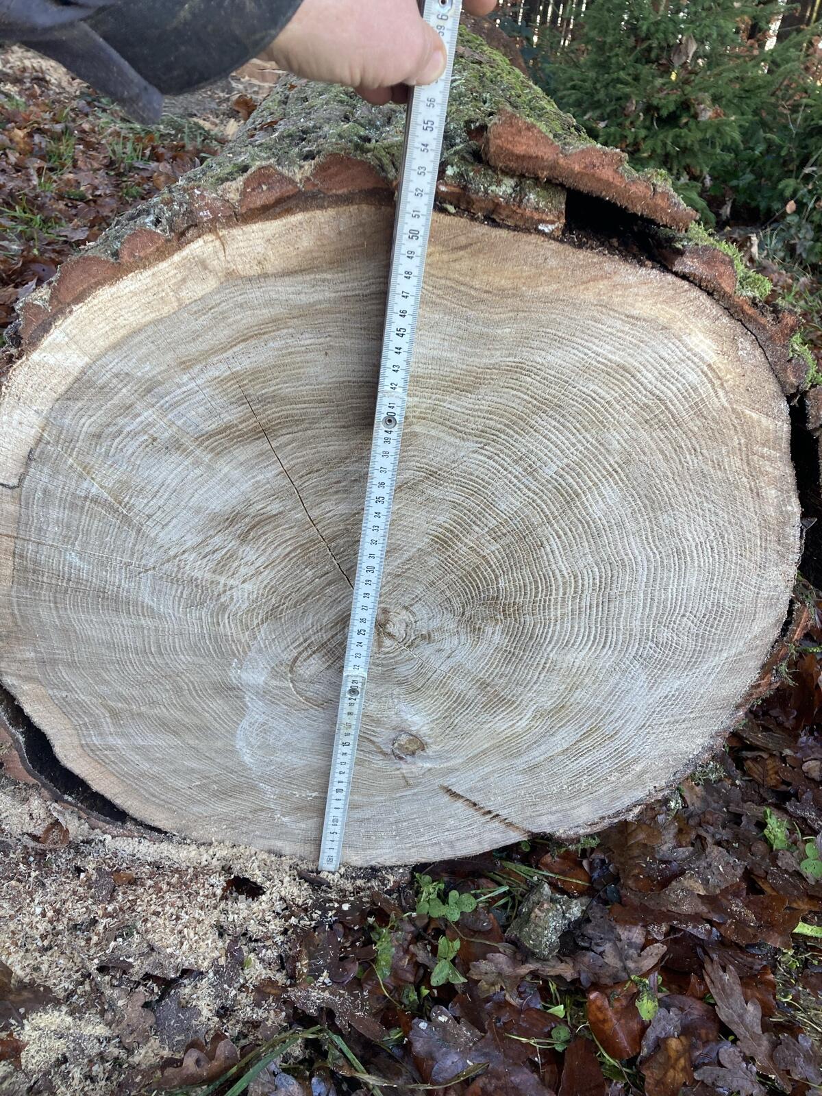 100-jähriger Eichenstamm 2