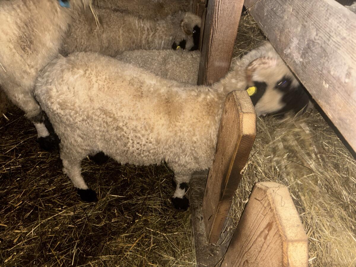 Walliser Schwarznasen Auen 3