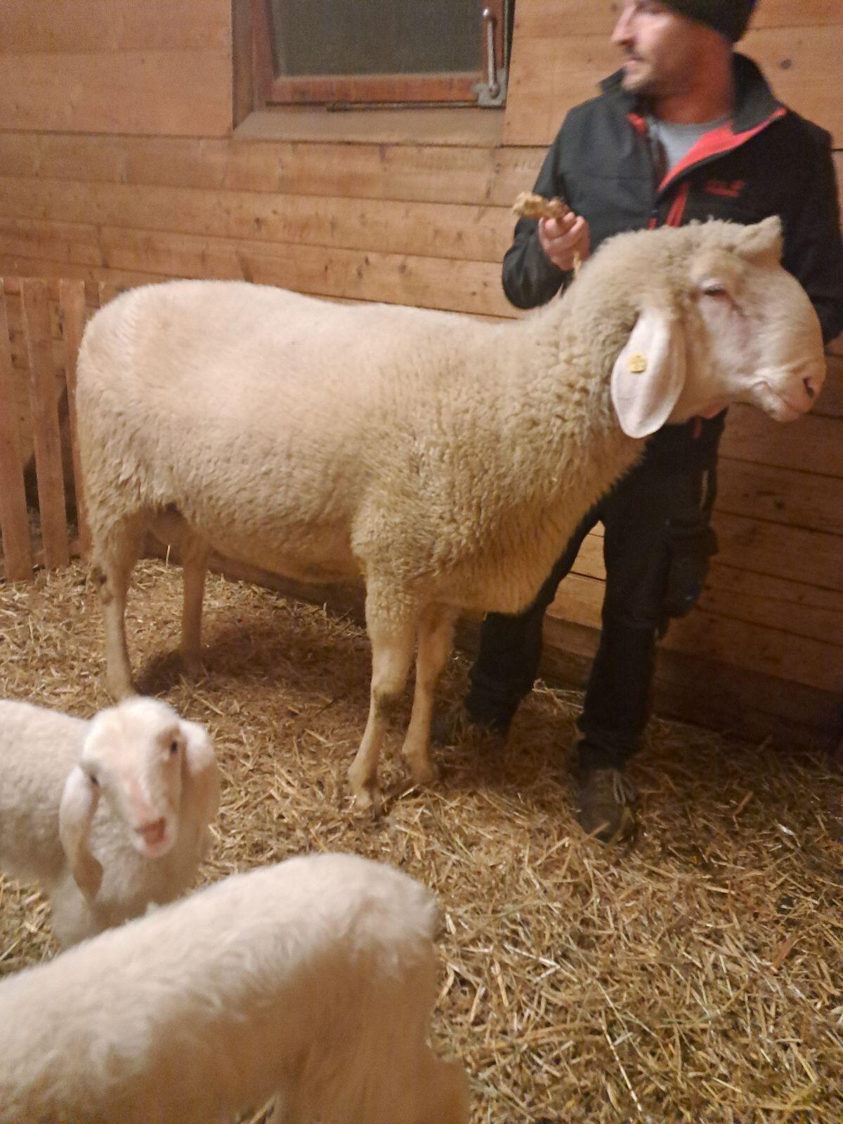 Verkaufe weißen HB Bergschafwidder 3