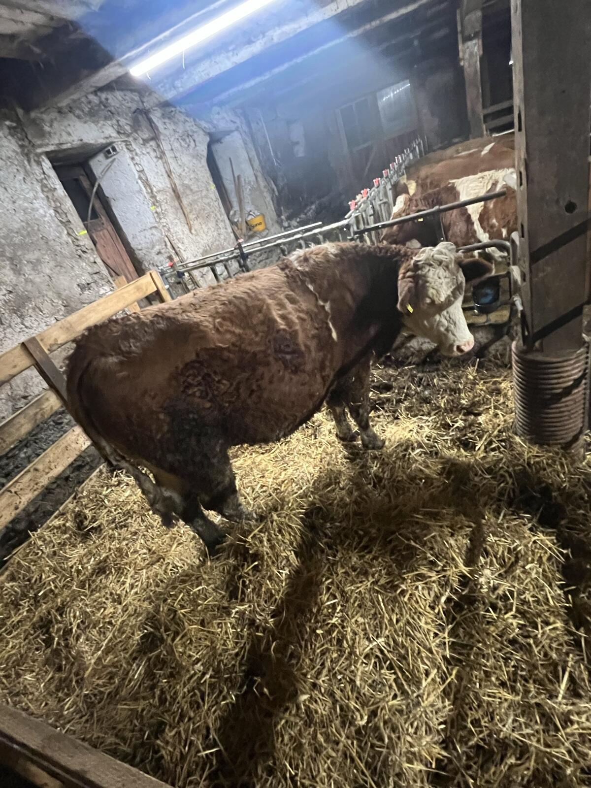 Bio Kalbin trächtig 2