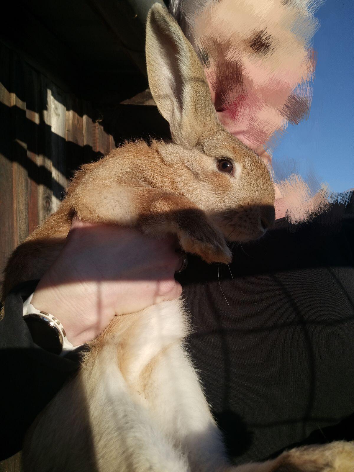 Wunderschöne Deutsche Riesen 3