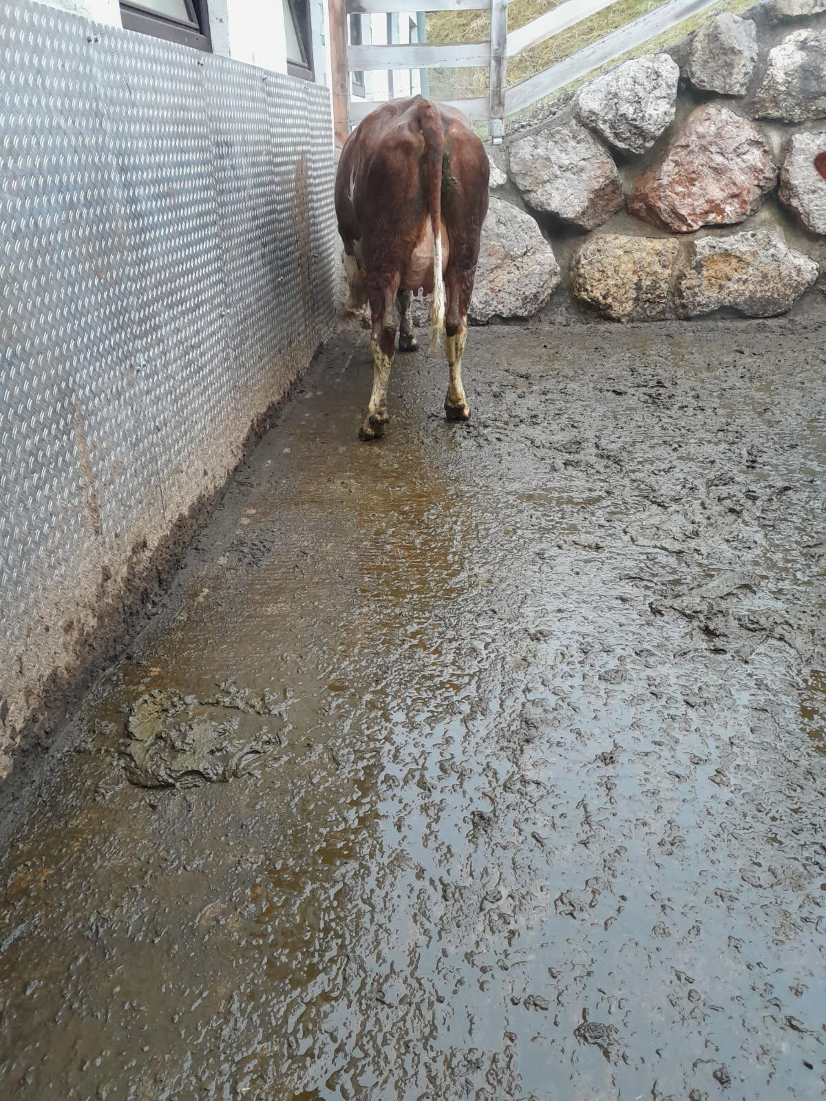 Bio Erstlingskühe 3