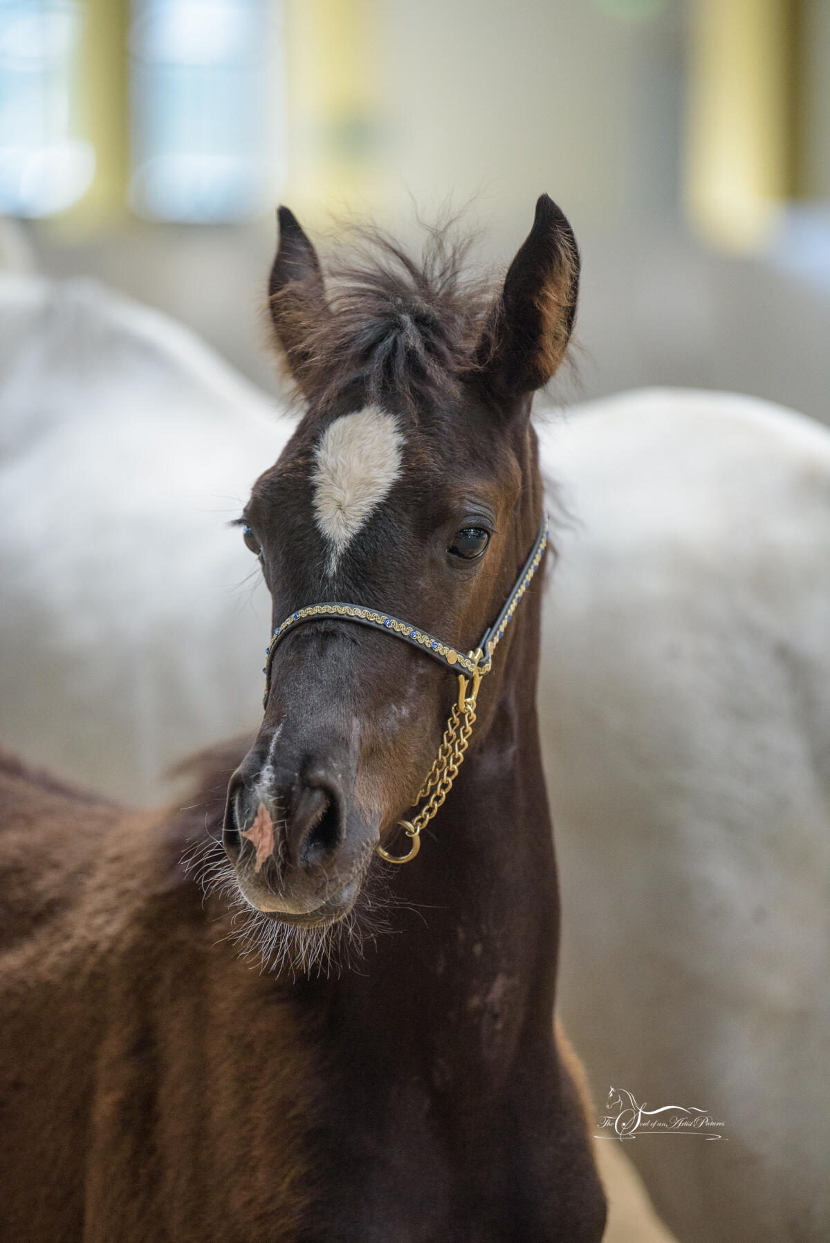 Araber Stute 1 1/2-jährig Rappe (PB) 3