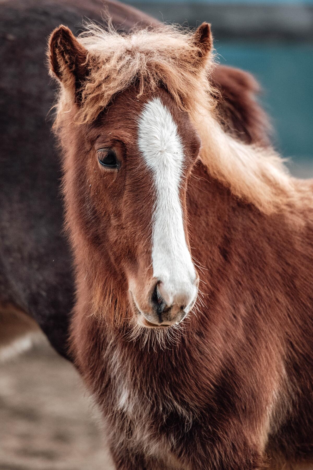 Islandpferd - Top Hengstfohlen aus Eliteeltern 3