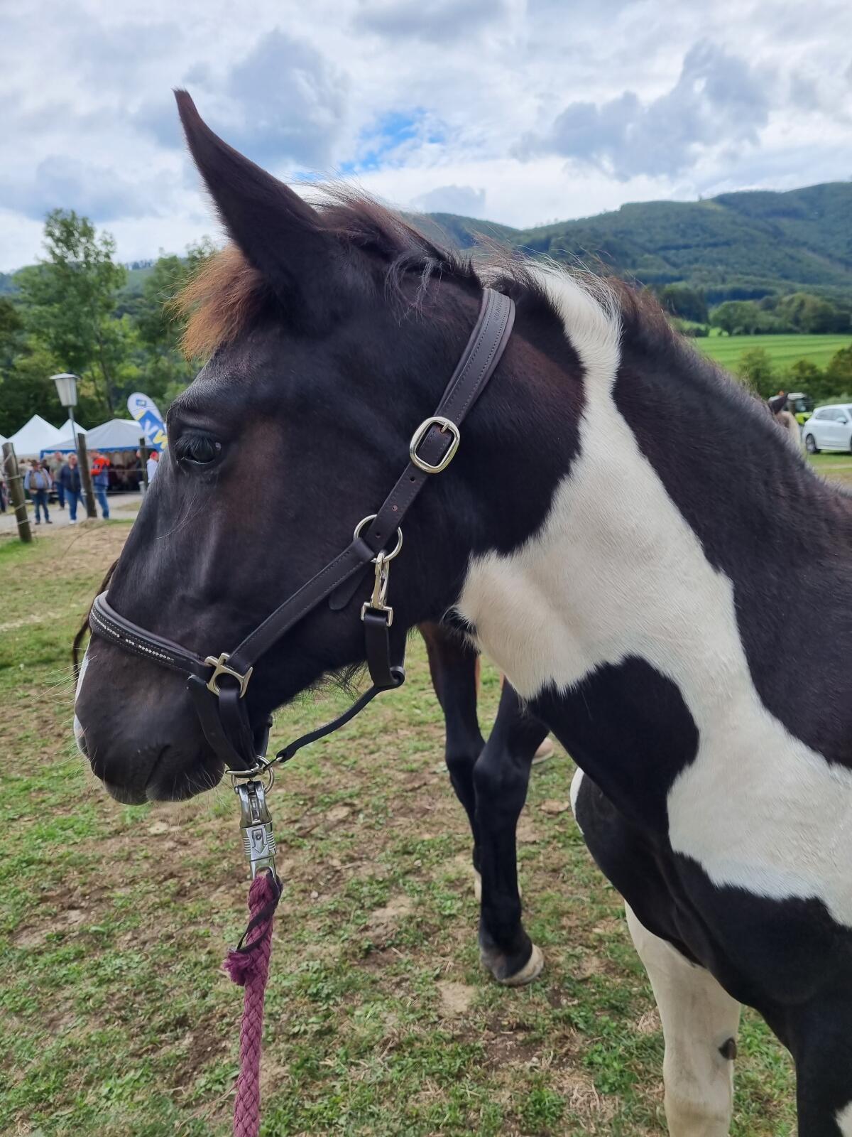 Norikerstutfohlen Rapp-Schecke 3