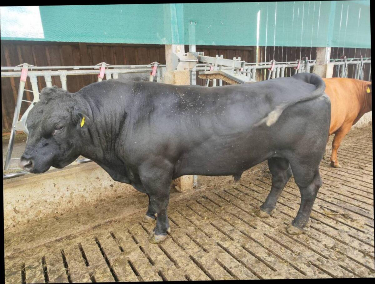 Angus Zuchtstier Bio 2