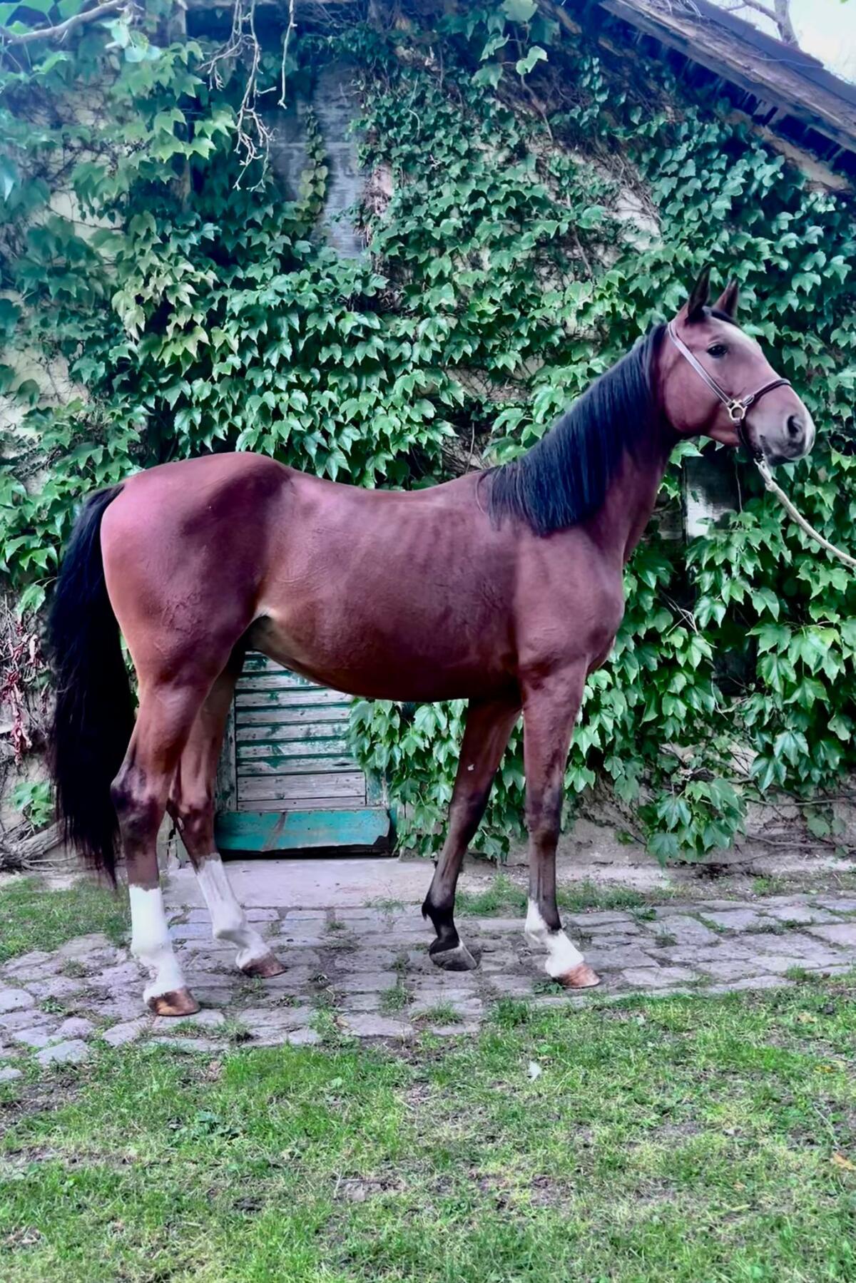 Zweijähriger Wallach mit viel Potenzial 3