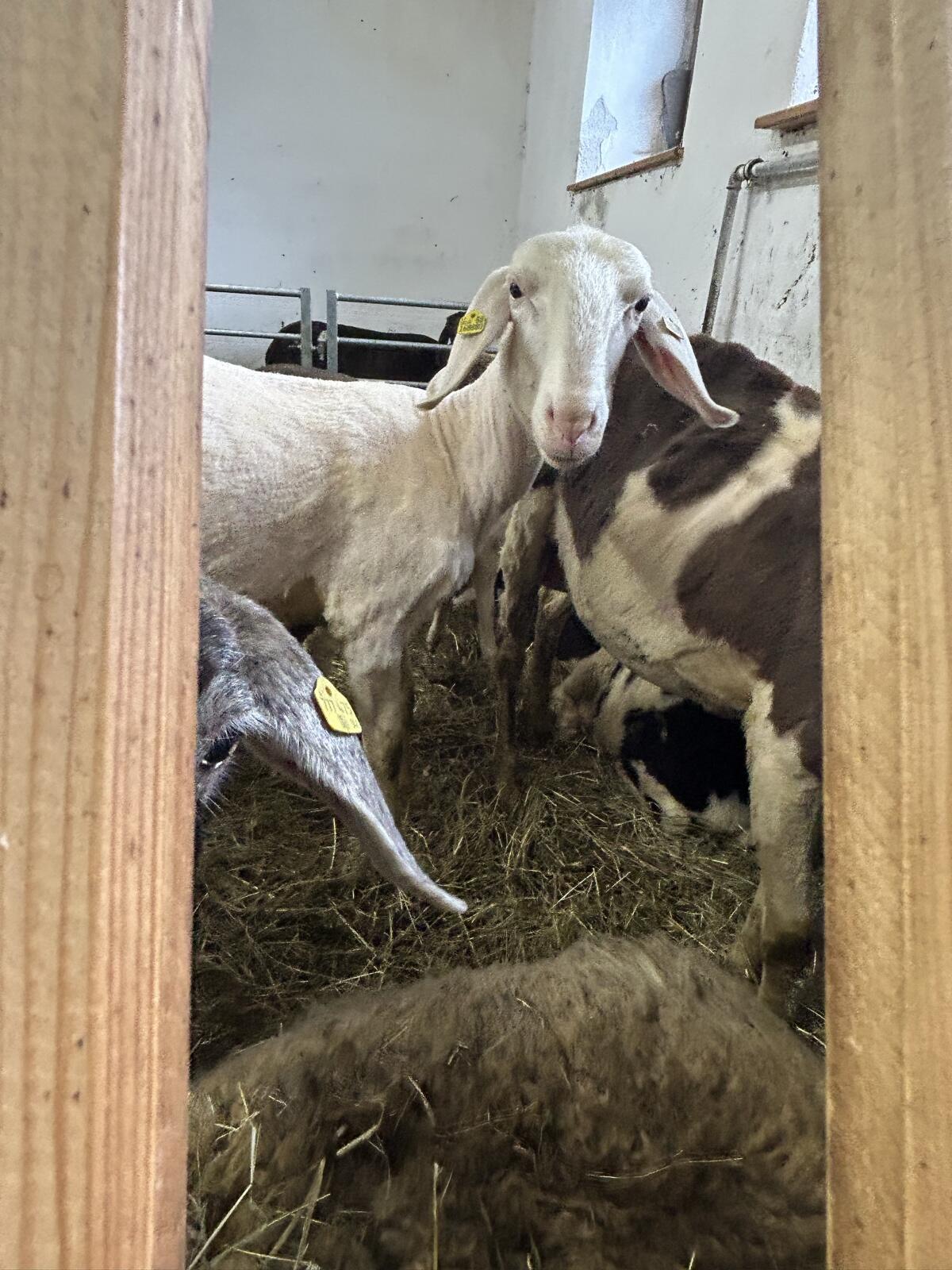 Mutterschafe mit Lamm 2