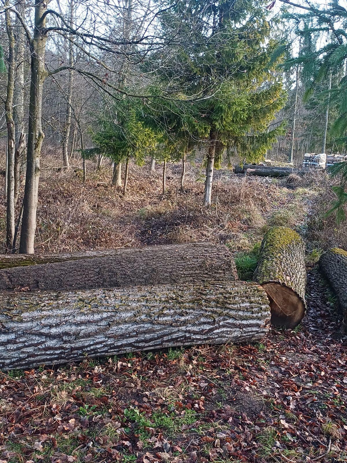 Pappelbloch Schnittware 2