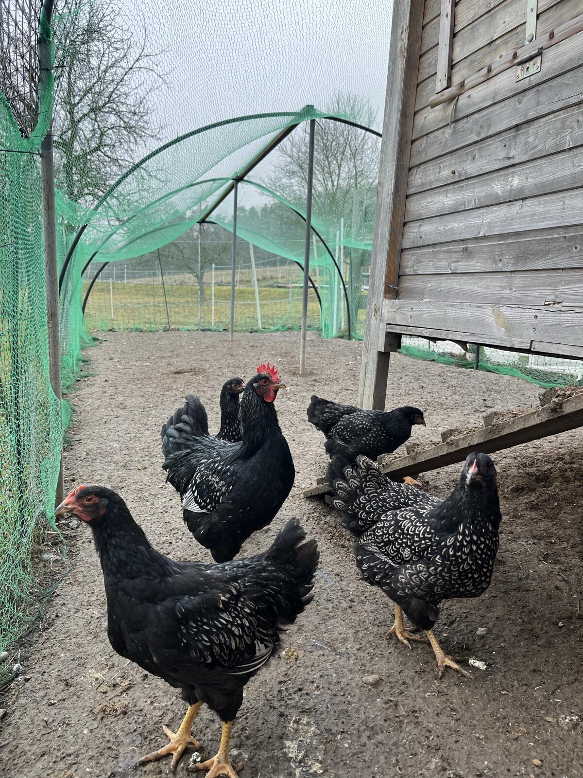 Junghahn mit Grünleger-Gen 3