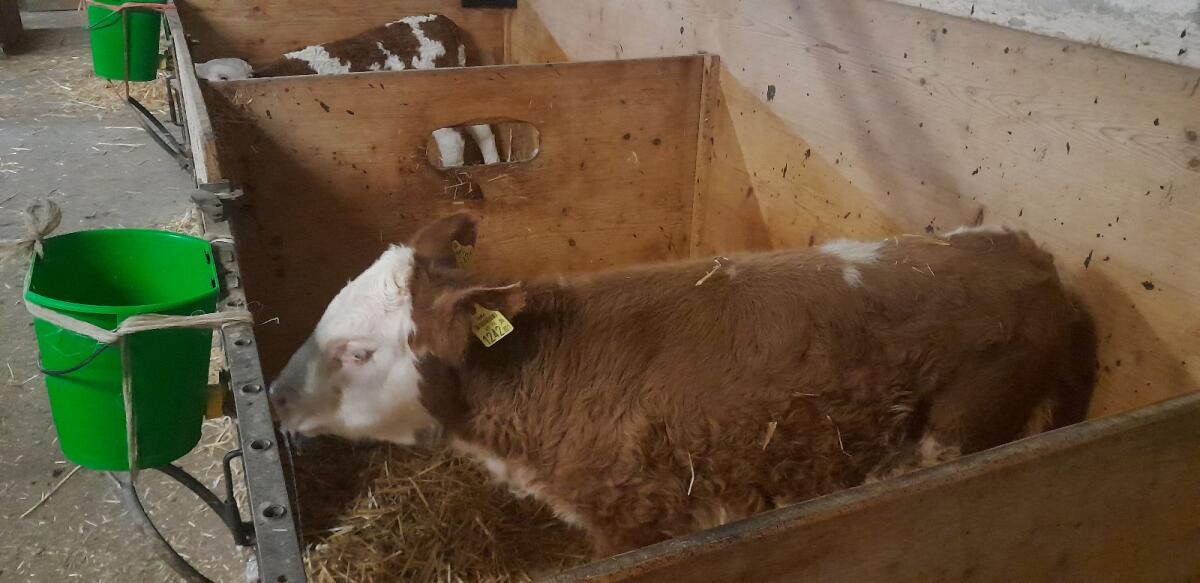 BIO-Milchmastkalb 2