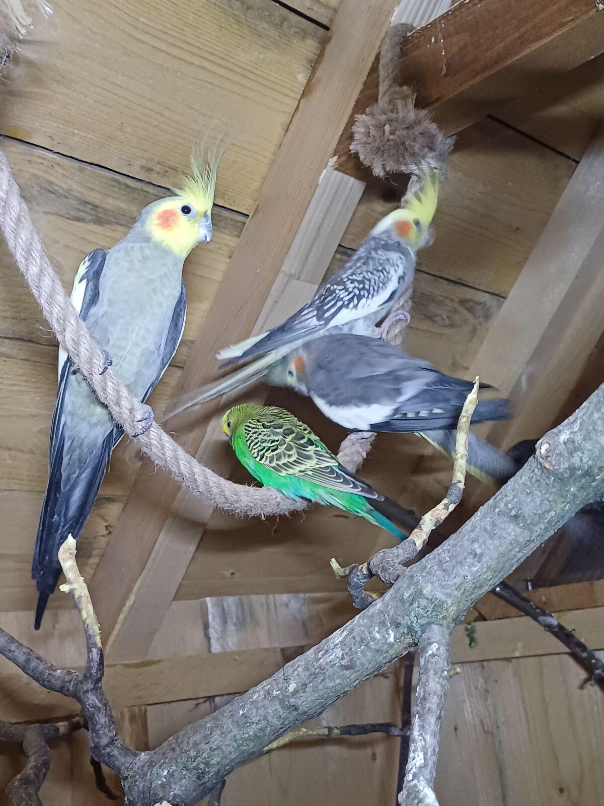 Sittiche suchen neues Zuhause 3