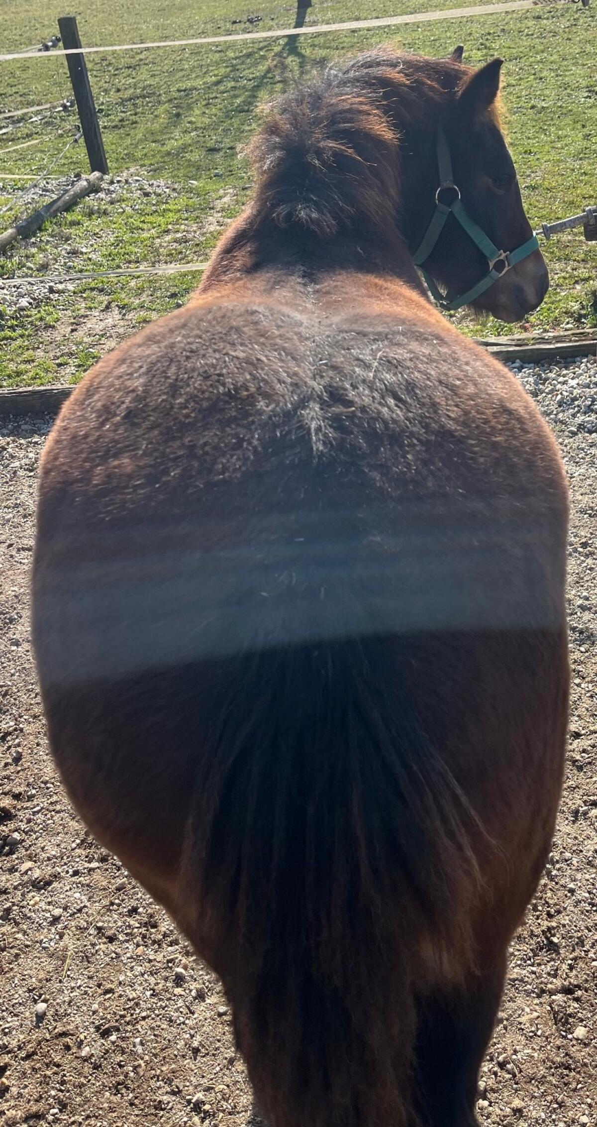 Kaltbluthengst in Slowenien 2