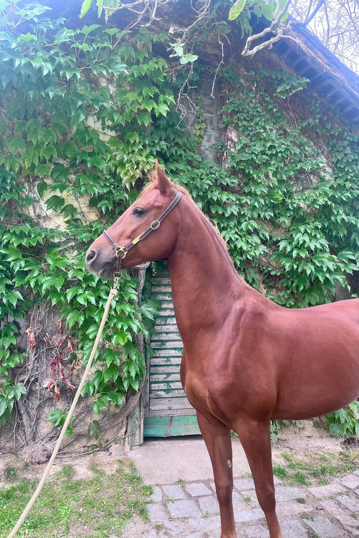 Eleganter fünfjähriger Fuchs-Wallach mit Ausstrahlung 3