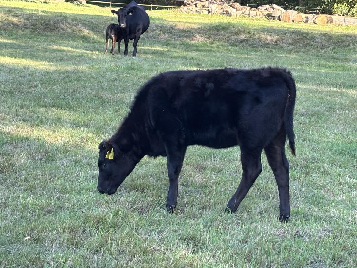 Wagyu Fullblood weiblich Absetzer Herdbuch/Zuchtrind 2